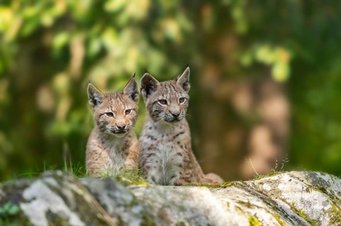 Eurasian lynx (Lynx lynx) youngsters on a rock, Bavaria, Germany, Europe