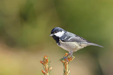 Fir tit (Parus ater), sitting on the top of a young spruce, European spruce (Picea abies),