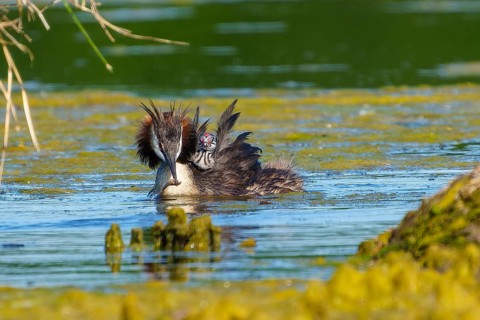 Great Crested Grebe with chicks on its back swimming calmly in the water, Great Crested Grebe,