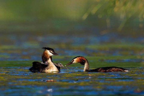Two great crested grebes in the water in quiet interaction, surrounded by natural environment,