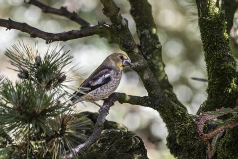 Hawfinch (Coccothraustes coccothraustes), juvenile, Emsland, Lower Saxony, Germany, Europe