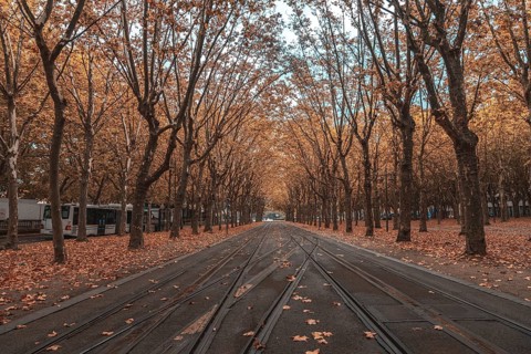 Beautiful autumn foliage covers the ground along tram tracks in bordeaux, france, creating a