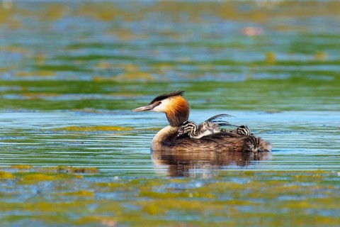 A bird in a wide body of water with young offspring, the scenery looks calm and relaxed, Great