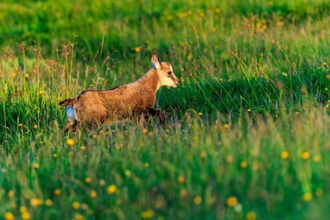 A young chamois running through a flowering meadow, chamois, chamois, (Rupicapra rupicaprae),