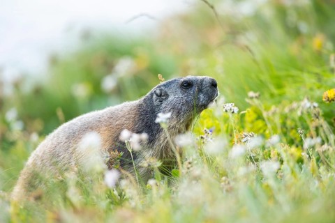 Alpine marmot (Marmota marmota) in autumn, Grossglockner, High Tauern National Park, Austria,