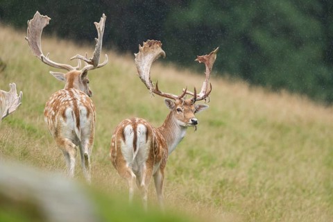European fallow deer (Dama dama) stags on a meadow, tirol, Kitzbühel, Wildpark Aurach, Austria,