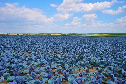Sprawling field with red cabbage plants under a blue sky with white clouds, Hausen, Würzburg