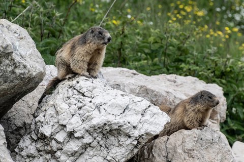 Marmot (Marmota marmota), Monte Baldo, Veneto, Italy, Europe