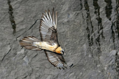 In all its splendour... Bearded vulture (Gypaetus barbatus) in front of a rock face in the Valais
