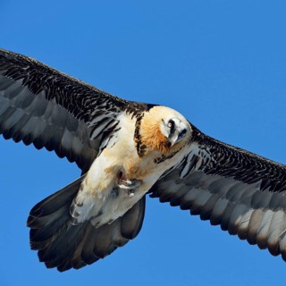 Close up... Bearded vulture (Gypaetus barbatus) in flight against a blue sky, carrying a bone in