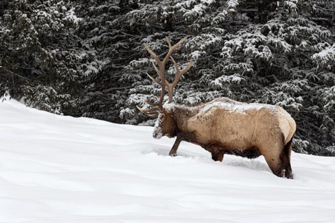 Foraging in the depths of winter... Wapiti (Cervus canadensis), large American deer scratching its