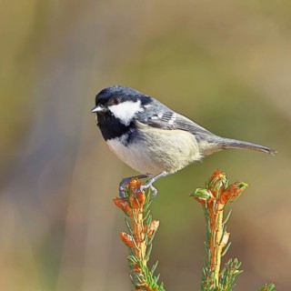 Fir tit (Parus ater), sitting on the top of a young spruce, European spruce (Picea abies),