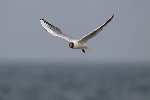 Black-headed gull (Chroicocephalus ridibundus) in summer plumage, flying above the sea surface,