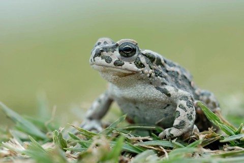 Nice to look at... Green toad (Bufo viridis), toad in the grass, rare toad species, its typical