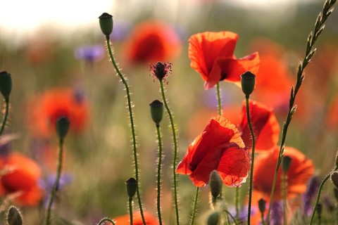 Picturesque beautiful poppies, June, Germany, Europe