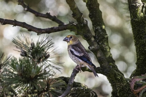 Hawfinch (Coccothraustes coccothraustes), juvenile, Emsland, Lower Saxony, Germany, Europe