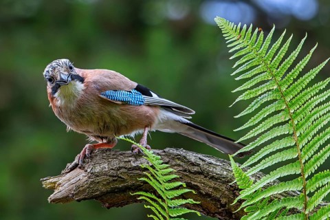 Eurasian jay, European jay (Garrulus glandarius, Corvus glandarius) perched on tree branch with
