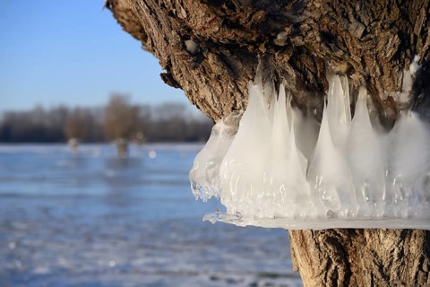 Natural flood level indicator... Bislicher Insel (winter flood 2020, 2021), ice rings on the trees