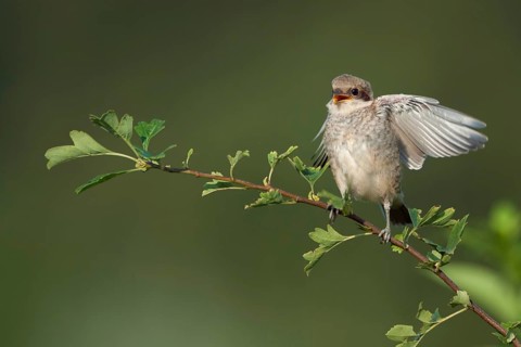 Begging... Red-backed shrike (Lanius collurio), fledgling excitedly awaiting the next feeding,