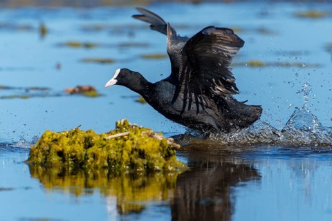 Eurasian Coot running across the water with wings spread while plants can be seen in the water,