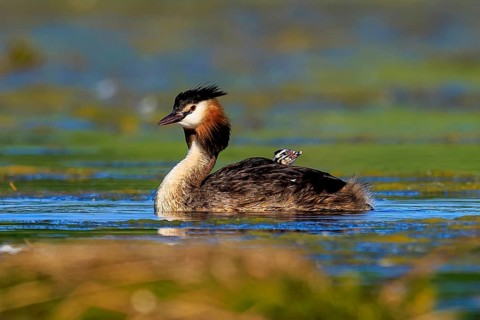 A great crested grebe swimming on a lake surrounded by natural vegetation, Great crested grebe,