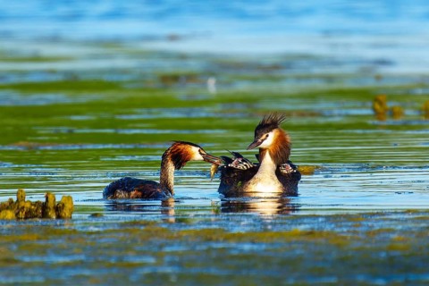 Great Crested Grebe, (Podiceps Scalloped ribbonfish), with chicks, wildlife, Germany, Europe