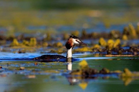 A great crested grebe swims in clear water surrounded by green vegetation and reflections, Great