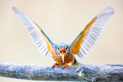 Kingfisher (Alcedo atthis) Germany