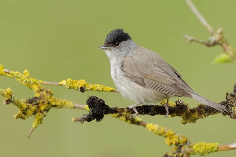 Summer is coming... Eurasian blackcap (Sylvia atricapilla), male in his magnificent plumage sitting
