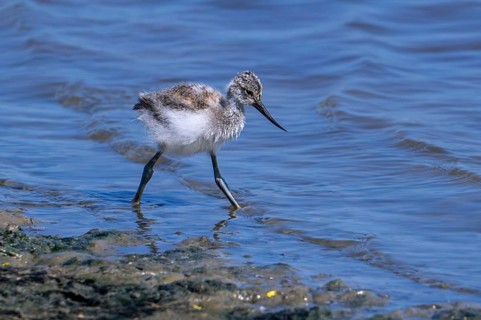 Pied avocet (Recurvirostra avosetta) chick foraging in shallow water of pond in spring