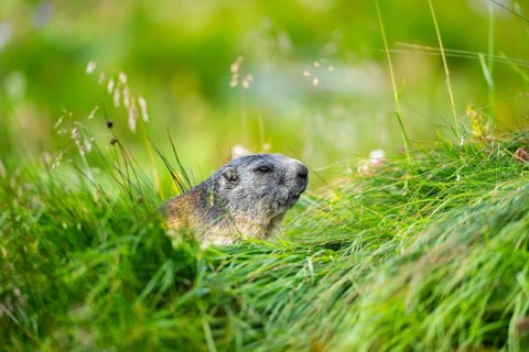Alpine marmot (Marmota marmota) in autumn, Grossglockner, High Tauern National Park, Austria,