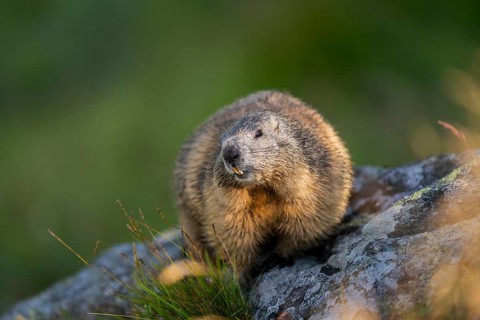 Alpine marmot (Marmota marmota) in autumn, Grossglockner, High Tauern National Park, Austria,
