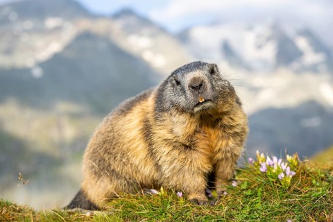 Alpine marmot (Marmota marmota) in autumn, Grossglockner, High Tauern National Park, Austria,