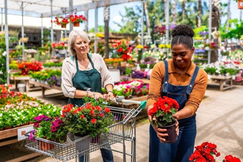 Two women working together at a vibrant garden center, pushing carts filled with colorful flowers