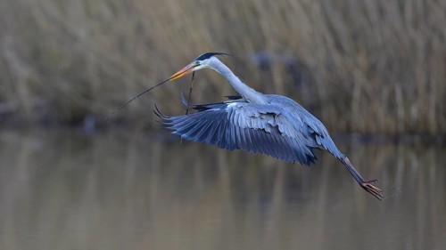 Grey heron (Ardea cinerea), in flight with a twig in its beak, Neckar valley, Baden-Württemberg,