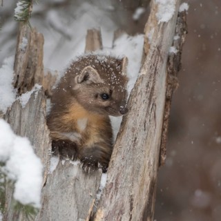 Pine marten, spruce marten (Martes americana) sitting in a broken tree in winter during snowfall,