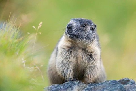 Alpine marmot (Marmota marmota) youngster in autumn, Grossglockner, High Tauern National Park,
