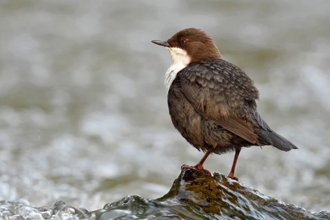 By a rushing stream... White-throated Dipper (Cinclus cinclus) sits on a stone washed over by water