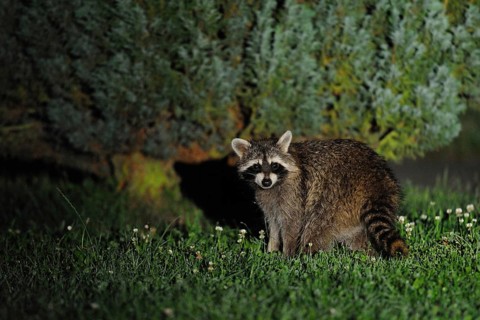 Surprised... Raccoon (Procyon lotor) at midnight in a garden, looks surprised into the camera,