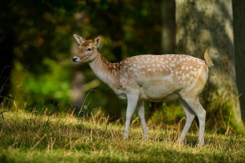 Fallow deer (Dama dama), female, standing quietly in the forest, surrounded by sunbeams, Germany,