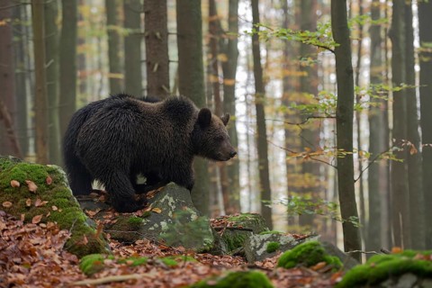 Early in the morning... European brown bear (Ursus arctos) standing on a slope on some rocks in the