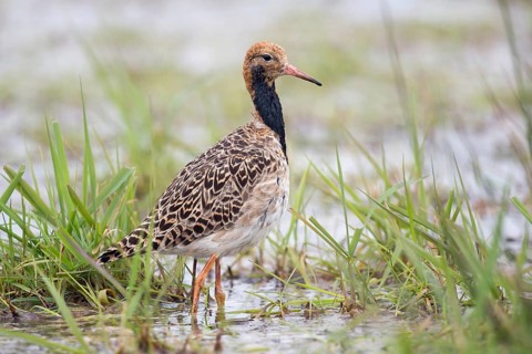Elegant... Ruff (Philomachus pugnax) in spring during migration, regular migrant in Germany, almost