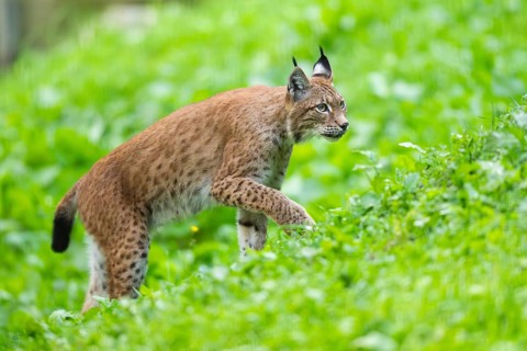 Eurasian lynx (Lynx lynx) on a meadow, Austria, Europe