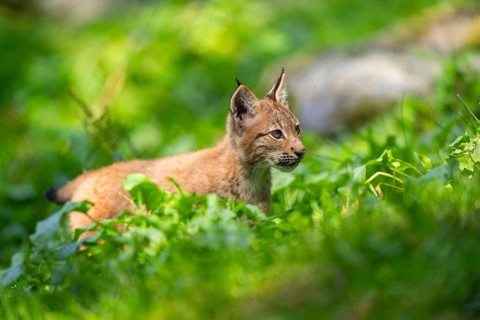 Eurasian lynx (Lynx lynx) youngster on a meadow, Bavaria, Germany, Europe