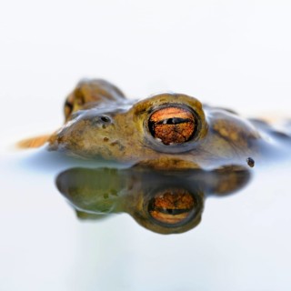 Toad eyes... Common toad (Bufo bufo), male toad waiting in spawning waters for a female ready to