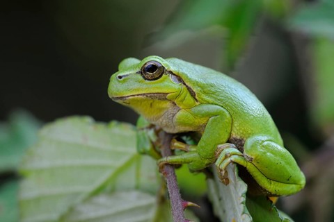 In the brambles... European tree frog (Hyla arborea) in its natural habitat, frog sits on a thorny