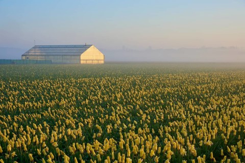 Greenhouse at the edge of a huge tulip field at sunrise and fog, Sassenheim, province of South