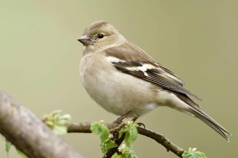 Female chaffinch in spring... Chaffinch (Fringilla coelebs), adult bird, common, well-known native