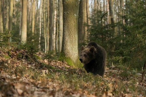 Roaming... European brown bear (Ursus arctos), young bear, young wandering through a forest, native
