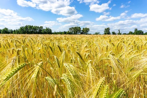 Grain field, in front of harvest, barley, near Bottrop-Kirchhellen, North Rhine-Westphalia,